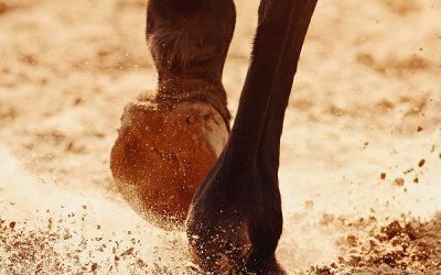 La salute del cavallo parte dallo zoccolo