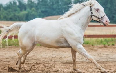 Quali integratori possono aiutare a migliorare la salute delle articolazioni nei cavalli anziani?