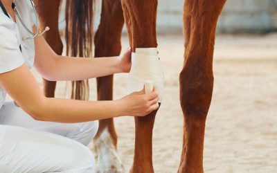 Come trattare correttamente un cavallo ferito?