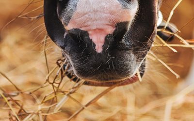 Come posso trattare efficacemente le ulcere gastriche nei cavalli?