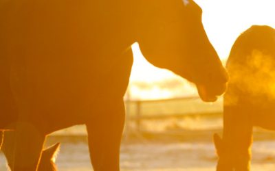 Quali sono i farmaci più comuni utilizzati per il trattamento delle infezioni respiratorie nei cavalli?