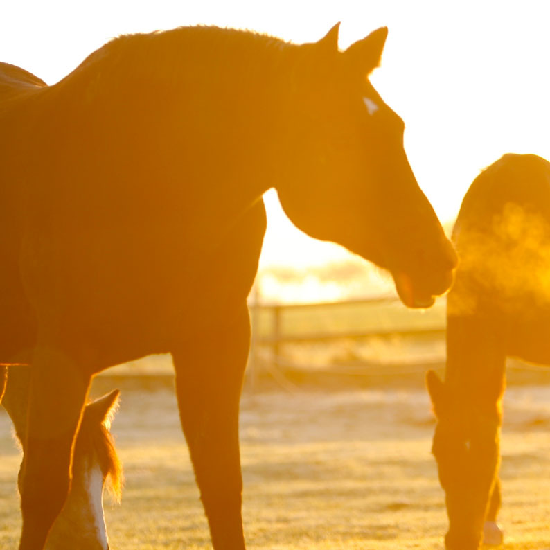 quali farmaci per infezioni respiratorie del cavallo?