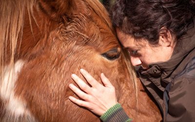 Come posso gestire l’ansia o lo stress nei cavalli?