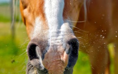 Come posso gestire le allergie nei cavalli?