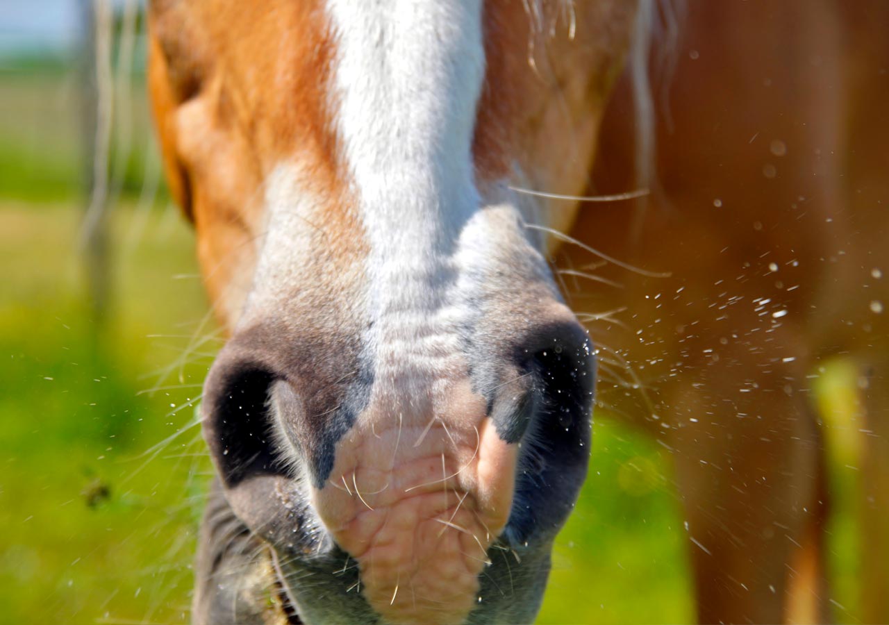 allergie nei cavalli - Farmaci e Rimedi naturali