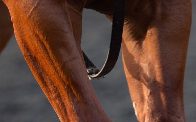 Quali farmaci sono utilizzati per il trattamento delle infezioni della pelle nei cavalli?